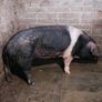 Cull sows Image 5