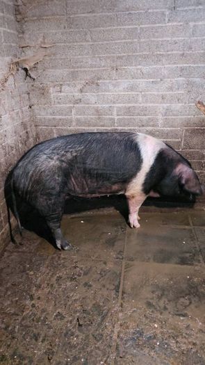 Cull sows