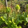 plants Image 4