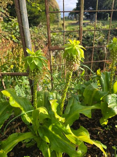 plants