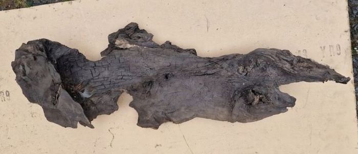 bog oak
