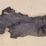 bog oak Image 5