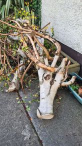 firewood free