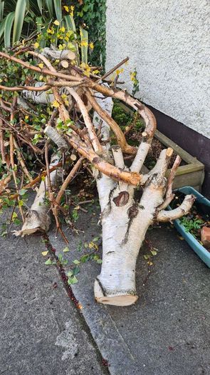 firewood free