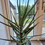 Aloe vera Image 2