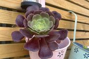 aeonium black rose plant