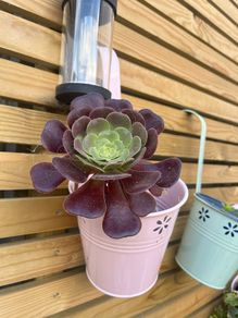 aeonium black rose plant