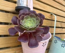 aeonium black rose plant