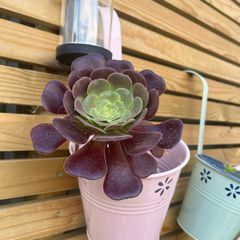 aeonium black rose plant