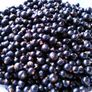 Blackcurrant Plant Image 5