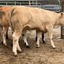 4 super bulling heifers Image 9