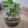 Home plant Image 3