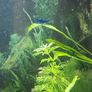 shrimp neocardina Image 2