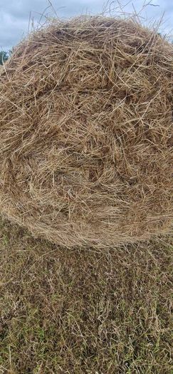 Hay