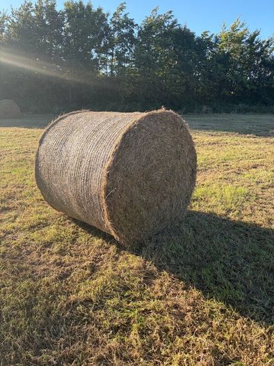 Hay