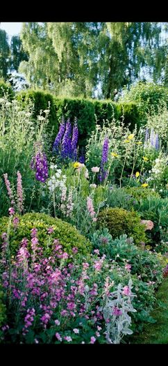 plants