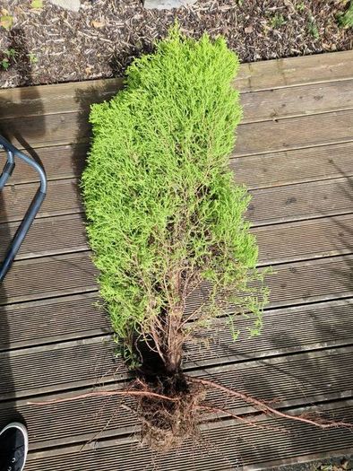 Plant