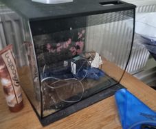 fish