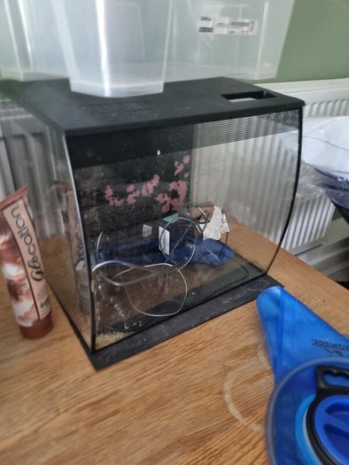 fish