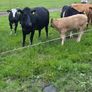 Four Genuine cows and calves Image 9