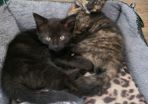 kittens