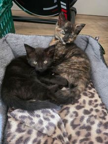 kittens