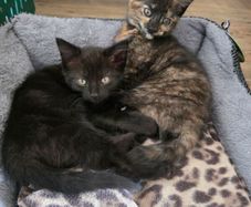 kittens