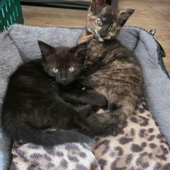 kittens