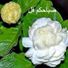 yusuf
