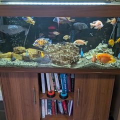 Fish Tank