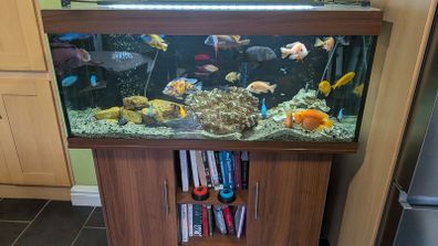 Fish Tank