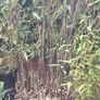 Black stemmed bamboo Image 6
