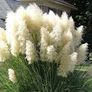 (G) Pampas Grass Seeds 0.1g (431908) Image 2