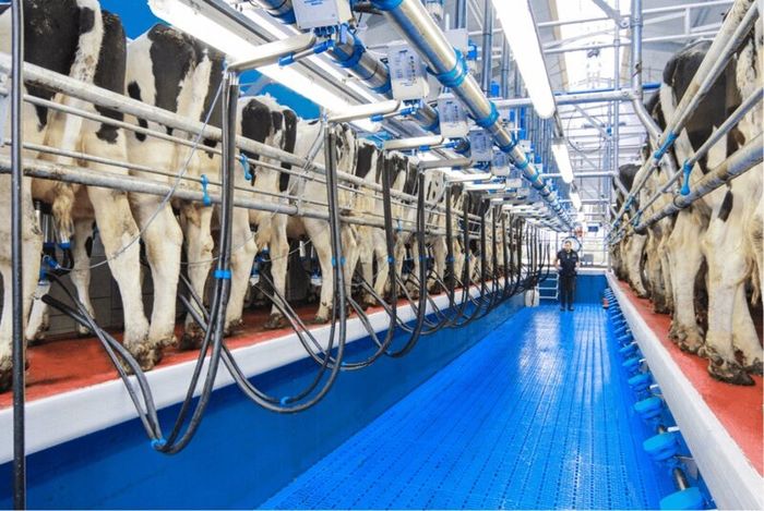 Relief milking Limerick