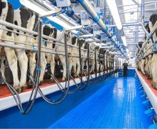 Relief milking Limerick