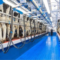 Relief milking Limerick