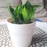 Small Sansevieria Hahnii in White Pot Image 9