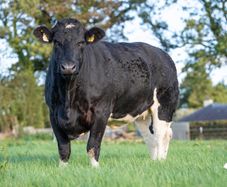 Roscommon mart SPRINGER sale