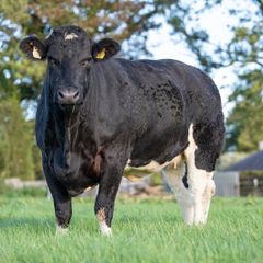 Roscommon mart SPRINGER sale