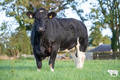 Roscommon mart SPRINGER sale