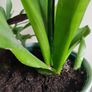 Sansevieria Moonshine plant in white ceramic pot Image 3