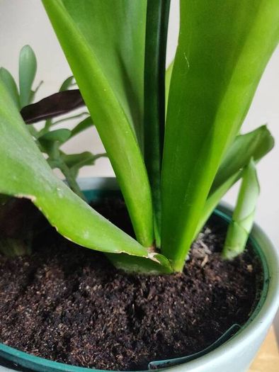Sansevieria Moonshine plant in white ceramic pot