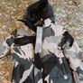 Canada Goose L/G Artic Program Image 2