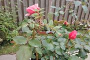 Rose plant