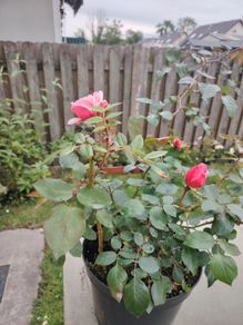 Rose plant