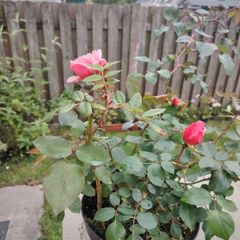 Rose plant