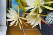 Beautiful Epiphyllum collectible rare cactus. Cuttings.