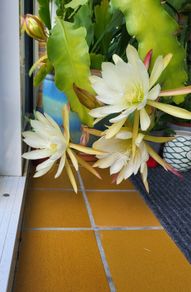 Beautiful Epiphyllum collectible rare cactus. Plant or cuttings.