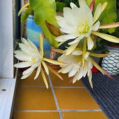 Beautiful Epiphyllum collectible rare cactus. Plant or cuttings.