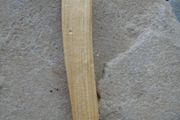 Palo Santo sticks, Smudging, cleansing, Holy Wood